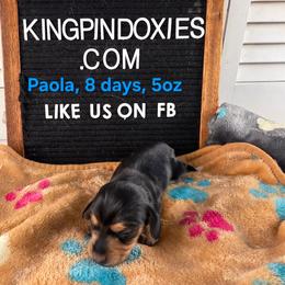 Paola PRA clear 3300 - Black and tan female Dachshund puppy in Dade City, Florida from Kingpindoxies