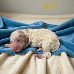 Jax - Parti male Goldendoodle puppy in Ellenburg Center, New York from Kristin's Puppies