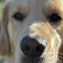 Jackie - Golden Retriever