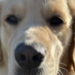 Jackie - Golden Retriever