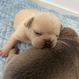French Bulldog Puppies from Lazy Daisy