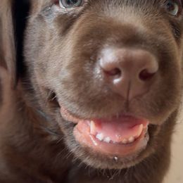 Labrador Retrievers from Oksana Soroka