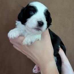 Zeus - Black tri-color male Aussiedoodle puppy in New Durham, New Hampshire from Ridgeview Aussiedoodles