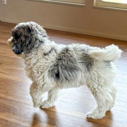 Crush - Tri-color male Bernedoodle puppy in Roy, Utah from Doodles are Amazing