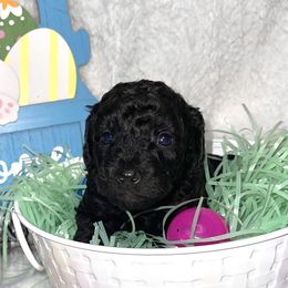 Girl 4 - Goldendoodle puppy in Miami Dade County, Florida from RoyalPaws_Miami