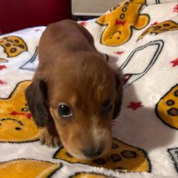 Black collar - Red male Dachshund puppy in San Antonio, Texas from Bear Bear's House of Doxies