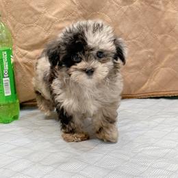 Maltipoo puppies from Denise Clark
