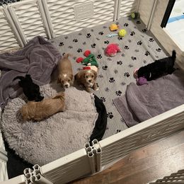 Assorted Doodle Crosses and Cockapoo Puppies from Frosty Acres Cockapoos and Doodles