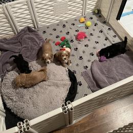 Assorted Doodle Crosses and Cockapoo Puppies from Frosty Acres Cockapoos and Doodles