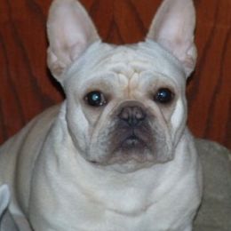 French Bulldogs from HotSchott French Bulldogs