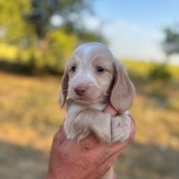 Boy 2 - Cream male Dachshund puppy in Krum, Texas from AG Dachshunds