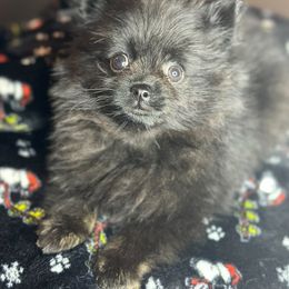 Pomeranian Puppies from Precious Paws by Jai