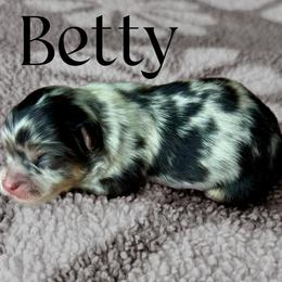 Betty - Blue merle female Pomeranian puppy in Willis, Texas from Treasured Jewels Pomeranians