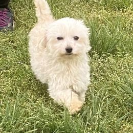 Terrell - Maltipoo