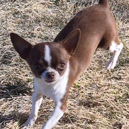 Ursula - Chocolate and white female Chihuahua puppy in Twin Bridges, Montana from FJW Chihuahuas