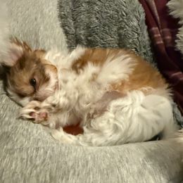 Louie - Sable and white male Shih Tzu puppy in Ocean Springs, Mississippi from Wood Foo Breeders