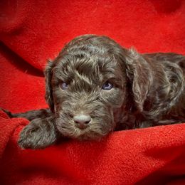 Australian Labradoodle Puppies from Tiny Treasures Australian Labradoodles