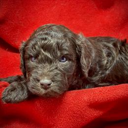 Australian Labradoodle Puppies from Tiny Treasures Australian Labradoodles