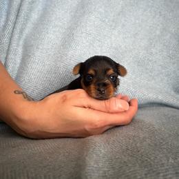Puppy 2 - Black and tan female Yorkshire Terrier puppy in Kissimmee, Florida from The Yorkie House