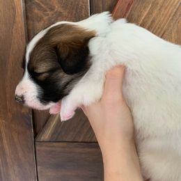Glacier - Black white and tan Old Time Scotch Collie puppy in Mars Hill, North Carolina from Brambly Mountain Farm
