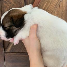 Glacier - Black white and tan Old Time Scotch Collie puppy in Mars Hill, North Carolina from Brambly Mountain Farm
