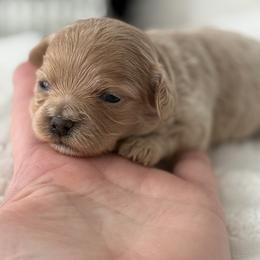 Miss pink - Apricot female Maltipoo puppy in Fredericktown, Missouri from Doodle Pups Fur-Ever