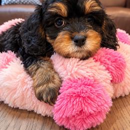 Diana - Wonder Woman - Tri-color female Cavapoo puppy in Austin, Texas from Haus of Doodles