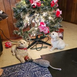English Setter, Golden Retriever, and Gordon Setter Puppies from Katherine Lirette