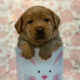 Jade - Yellow female Labrador Retriever puppy in Isle, Minnesota from Dog Ear Outfitters