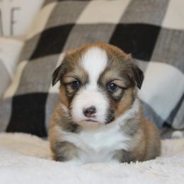 Porsche (fluffy) - Red female Pembroke Welsh Corgi puppy in Goliad, Texas from Rogers’ Fluffy Butt Corgis