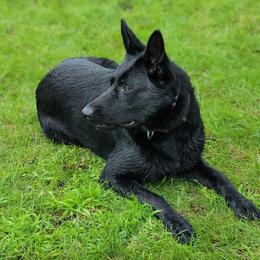 Nandi - German Shepherd