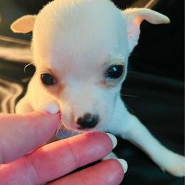 Tofu - White male Chihuahua puppy in Framingham, Massachusetts from Boston Chi Chis