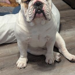 Dooley - Bulldog