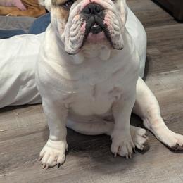 Dooley - Bulldog