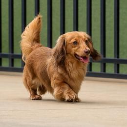 Zoey - Dachshund