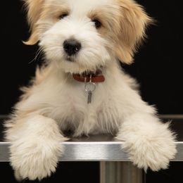 Tibetan Terrier All Grown Up from Kham Ra Tibetans
