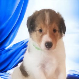 Collie Puppies from Sweetwater Rough Collies