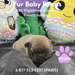 Phyllis - Blue fawn female French Bulldog puppy in Michigan from Fur Baby Farms