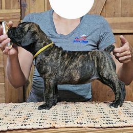 Yellow Collar - Brindle female Boerboel puppy in Pattison, Texas from Sure Bet Kennels