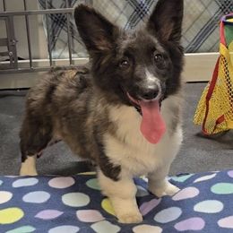 Chrissy (Three's Company) - Brindle and white female American Corgi puppy in Lithia, Florida from Diamondcrest Inc