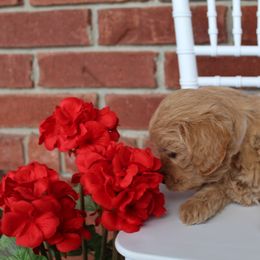 Aussiedoodle and Goldendoodle Puppies from Skyridge Doodles
