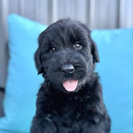 Sangria - Black female Giant Schnauzer puppy in Collinsville, Mississippi from Hillside Kennels