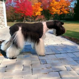 Harmony - Miniature Schnauzer
