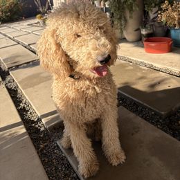 Pudding - Poodle