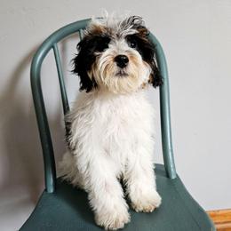 Sage - Tri-color male Bernedoodle puppy in Granton, Wisconsin from Rose River Farms