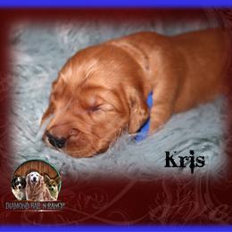 Kris - Dark golden male Golden Retriever puppy in Anson, Texas from Diamond Bar N Ranch