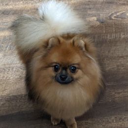 Toto - Pomeranian