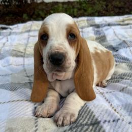Pink collar - Lemon and white female Basset Hound puppy in Douglas, Georgia from Huffer Hounds and Havanese
