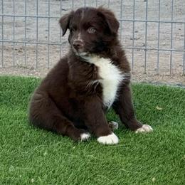 Orange collar - Red & white male Australian Shepherd puppy in Buckeye, Arizona from Wranglin Farms