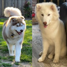 Siberian Husky All Grown Up from Freedom Huskies